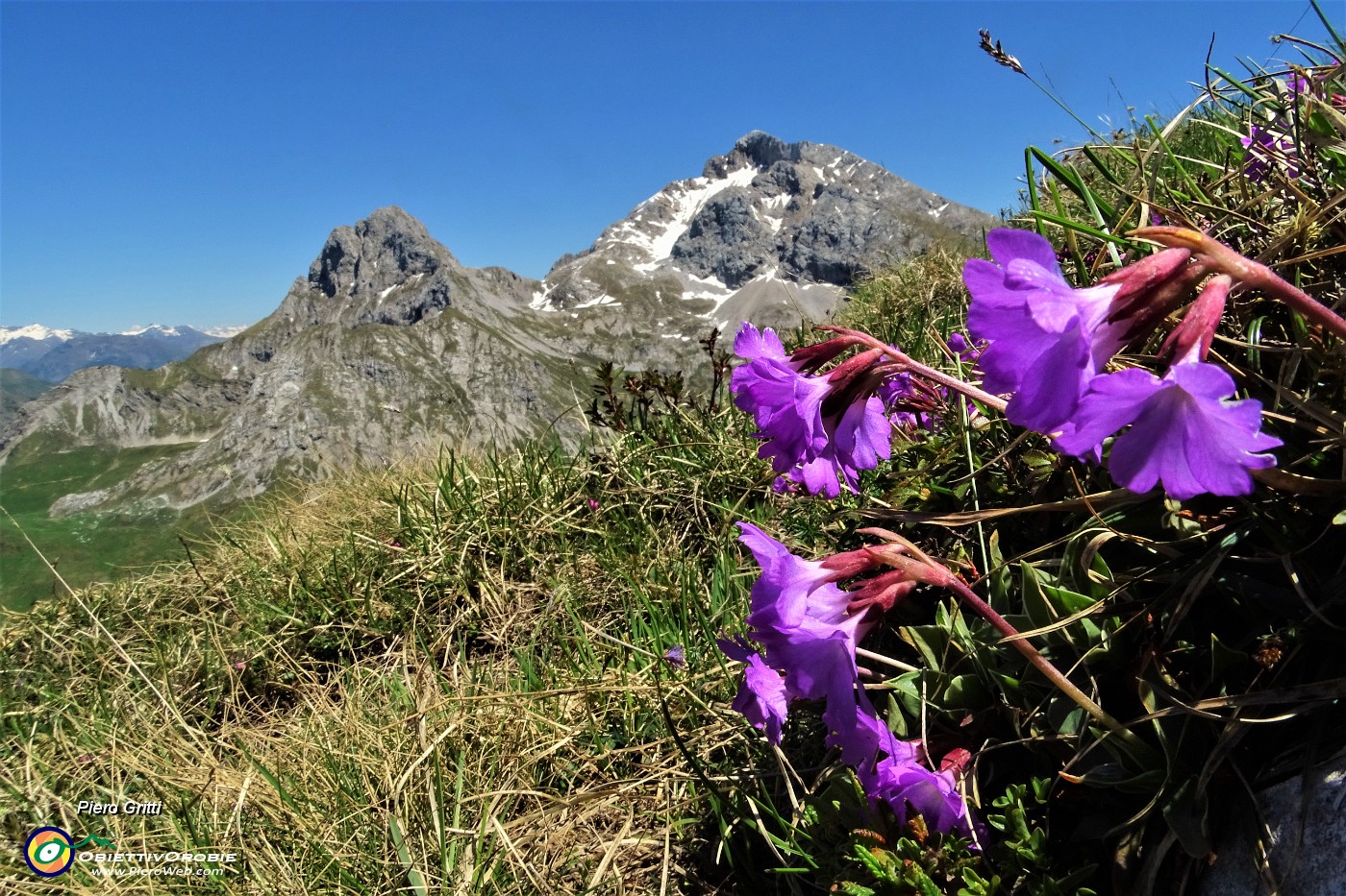 51 Primula di Lombardia (Primula glaucescens).JPG